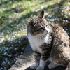 函館公園の猫