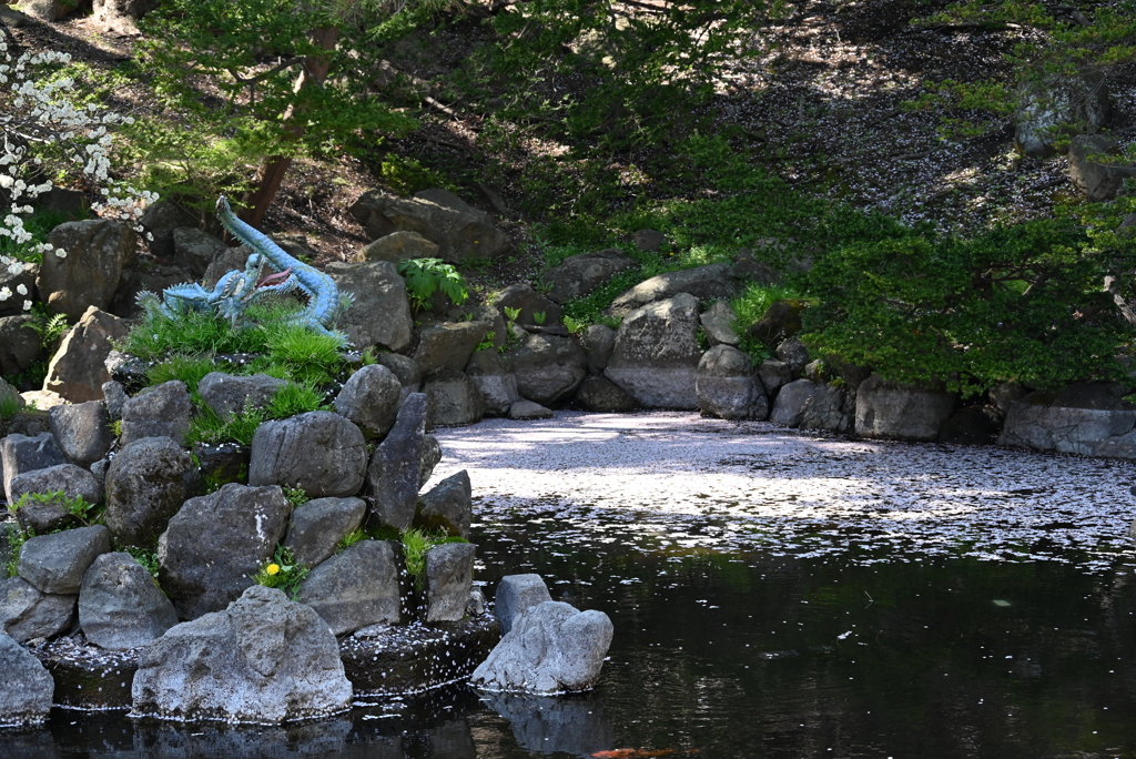 函館公園　花筏