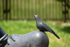 青い鳥
