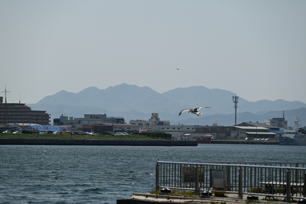 カモメが飛んだ日