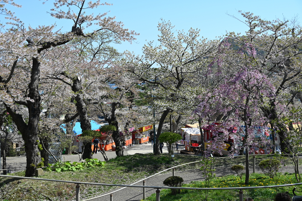 函館公園　出店