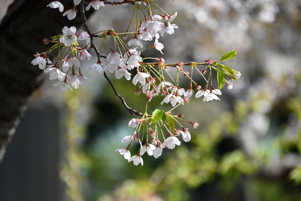 函館公園　桜