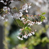 函館公園　桜