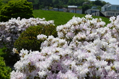 花の名前は知らないけれど