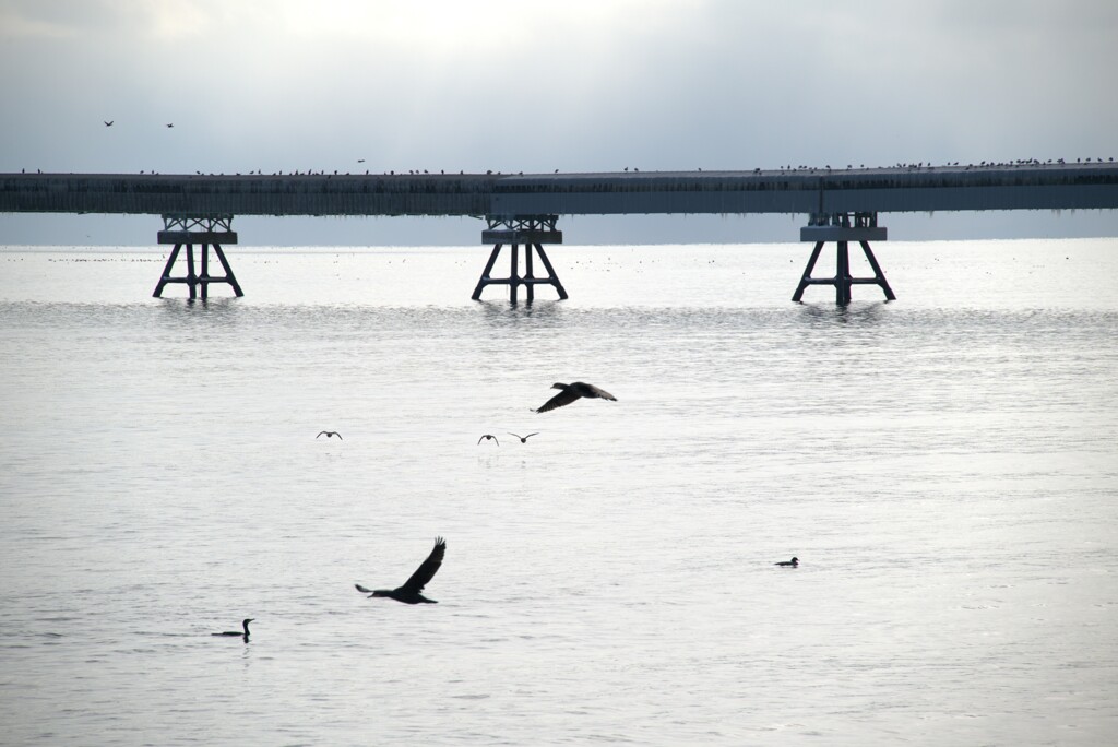 水鳥羽ばたく