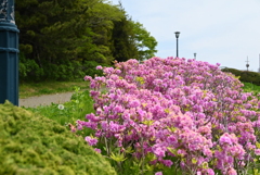 緑の島　春２