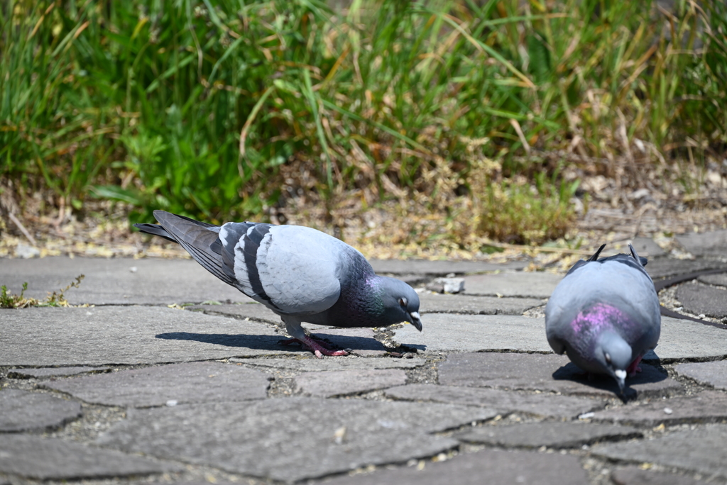 鳩４号、鳩７号