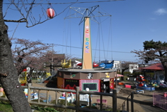 函館公園　開花宣言前日