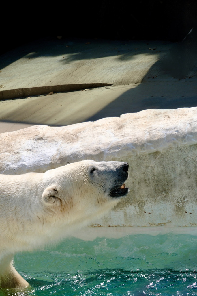 シロクマ休日