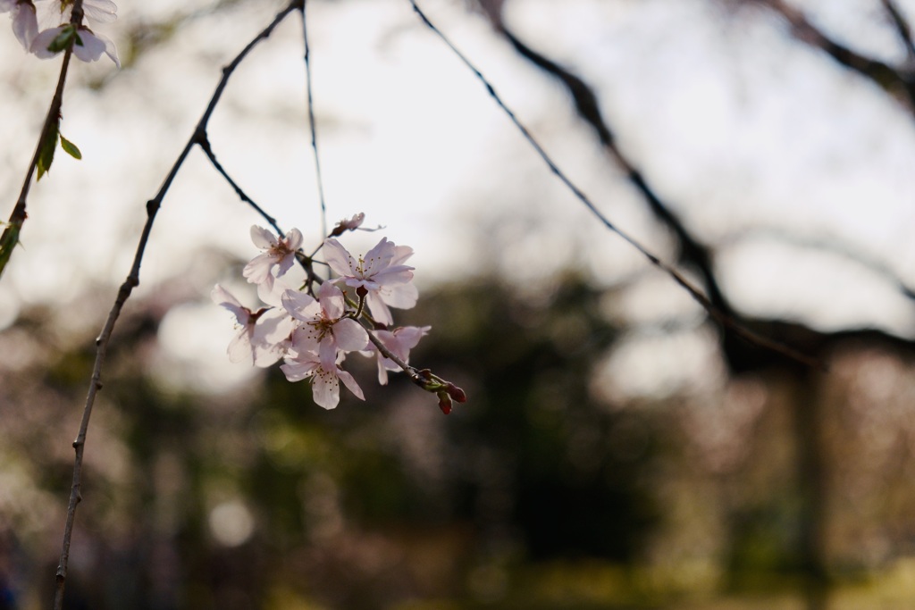 桜の季節がやってきた