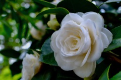 4月に咲く椿の花