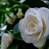 4月に咲く椿の花