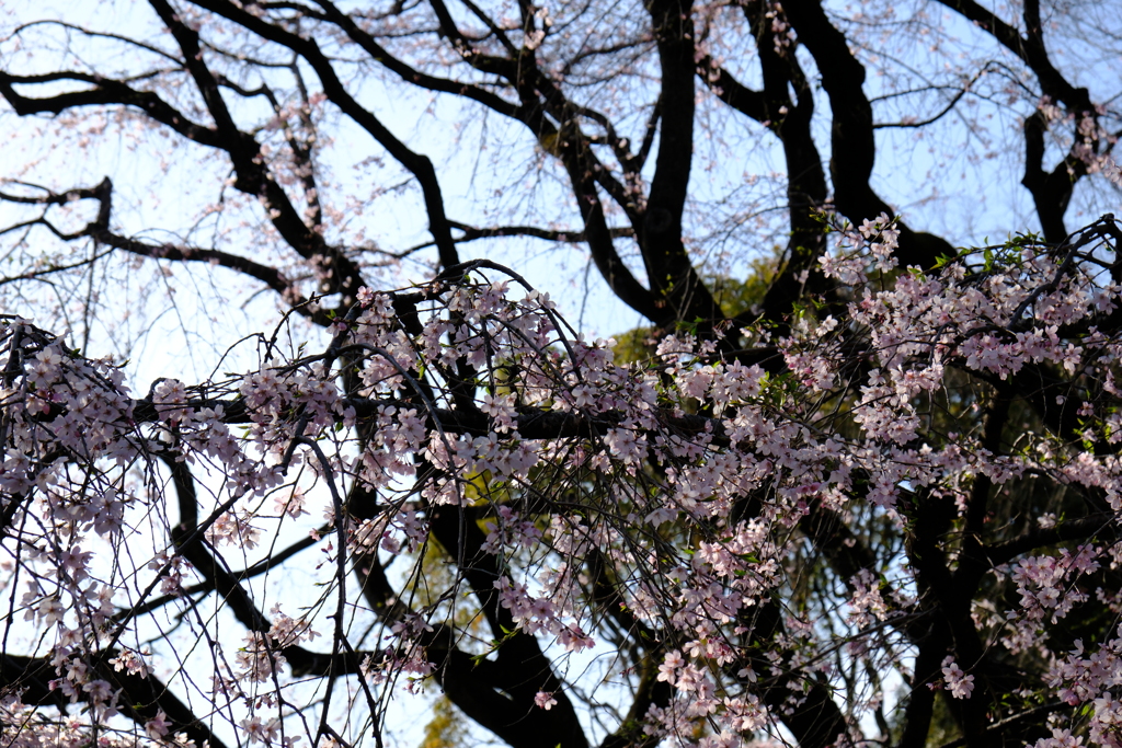 SAKura