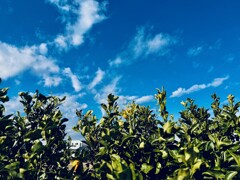 青い空と青い実のなる木