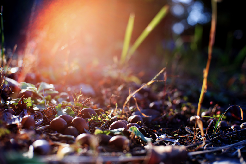 秋の公園の落ち葉
