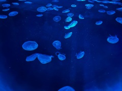 水に浮かぶクラゲ