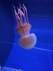 タコクラゲ
