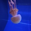 タコクラゲ