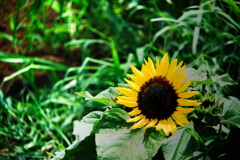 夏の花、元気をくれるひまわり