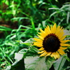 夏の花、元気をくれるひまわり