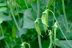 豆