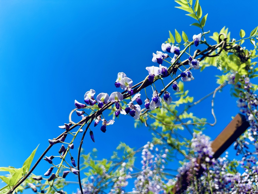 季節の花