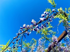 季節の花