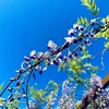 季節の花