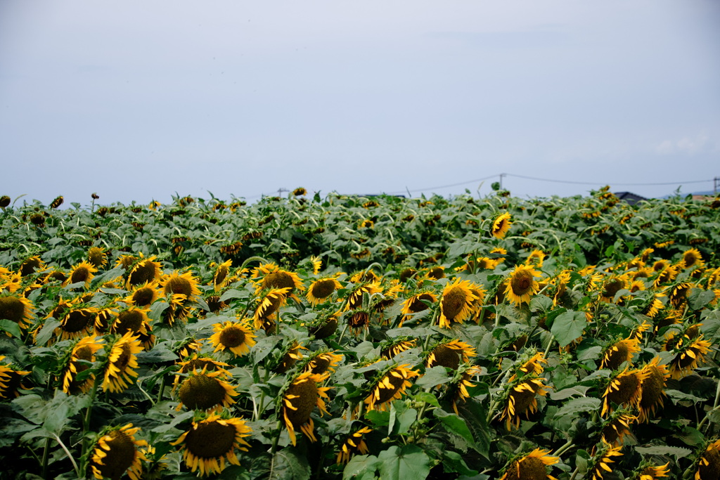  夏の花のある風景