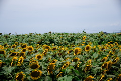  夏の花のある風景