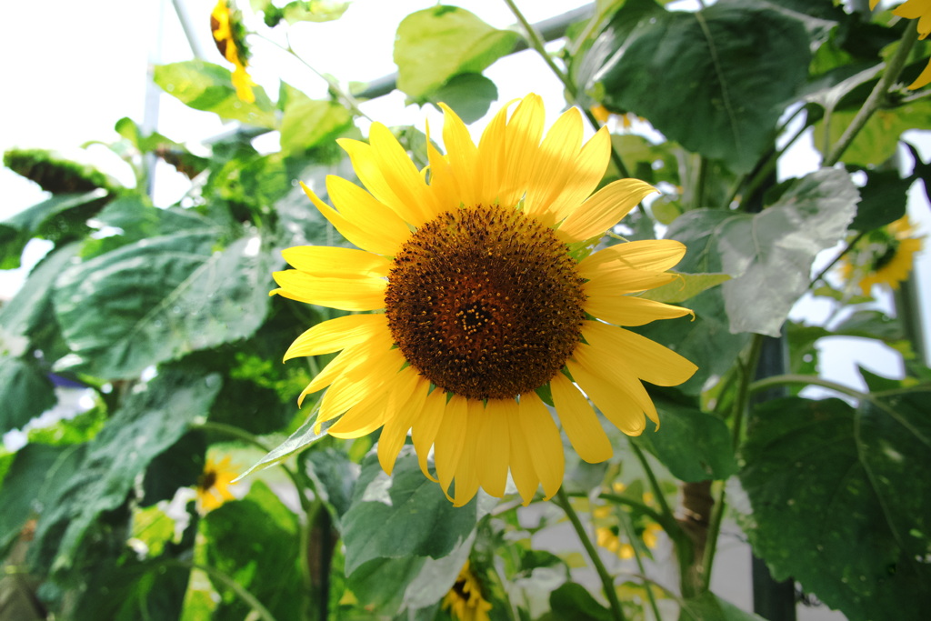 夏の花