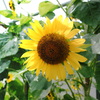 夏の花