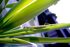 葉に止まるカマキリ