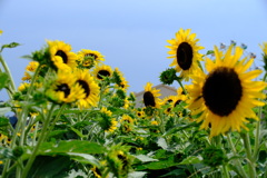 花のある風景