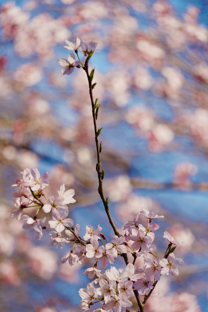 咲く桜