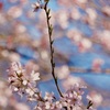 咲く桜