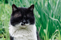 野良猫に遭遇