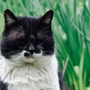 野良猫に遭遇