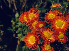 オレンジ色のスプレーマム