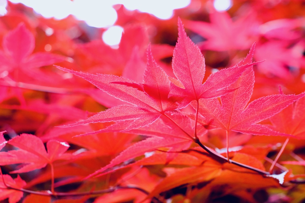 この時期の紅葉