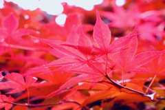 この時期の紅葉