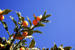 青空に映える金柑