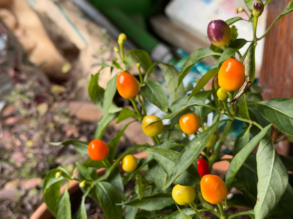 唐辛子の赤ちゃん
