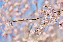 咲く桜　PART3