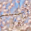 咲く桜　PART3