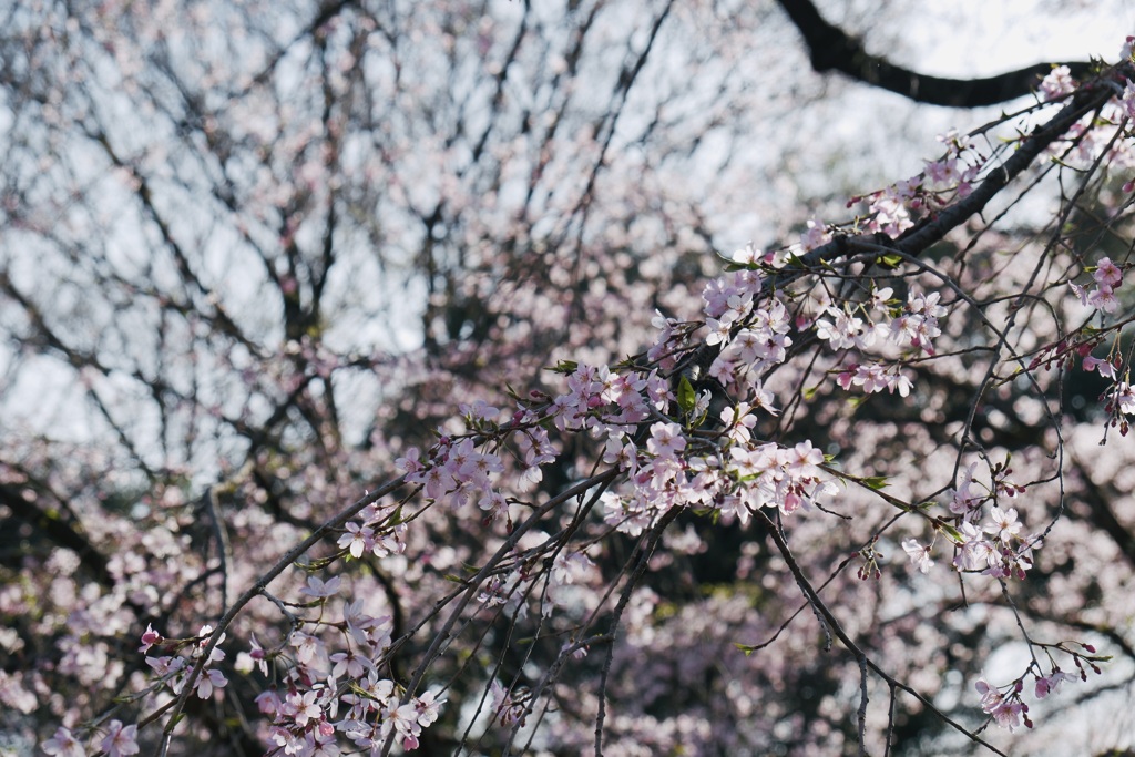 SAKURA