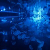 光るクラゲ