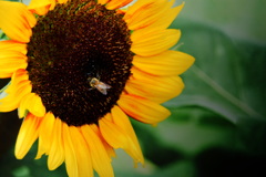 ヒマワリの蜜を吸う蜂