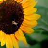 ヒマワリの蜜を吸う蜂