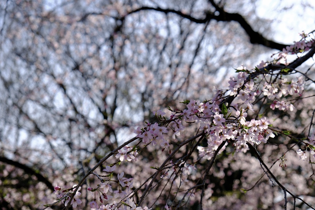 SAKURa
